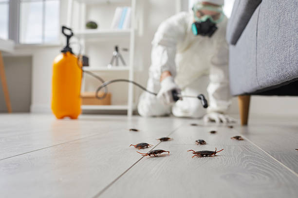 Commercial Rodent Management in Dresser